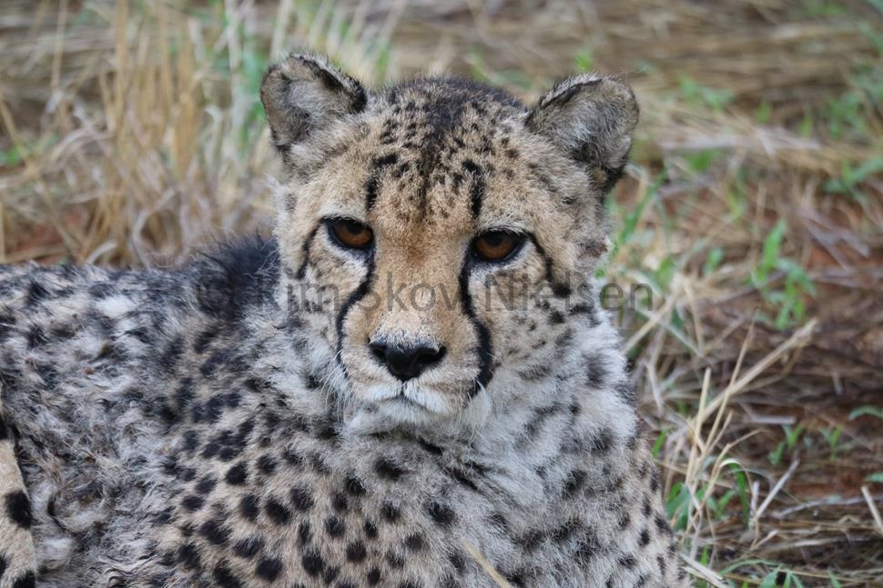 The cheetah that purred The cheetah that purred